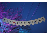 보은 벚꽃야행 [2025. 4. 4.]