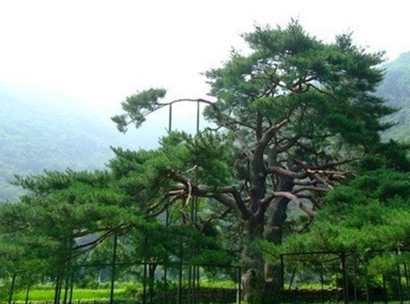 지역사진
